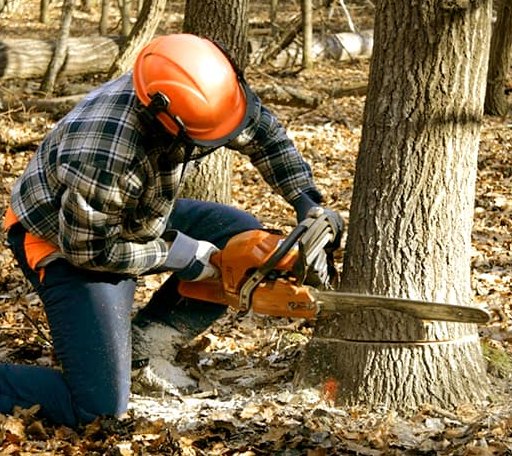 Tree Removal in Rushmore, MN
